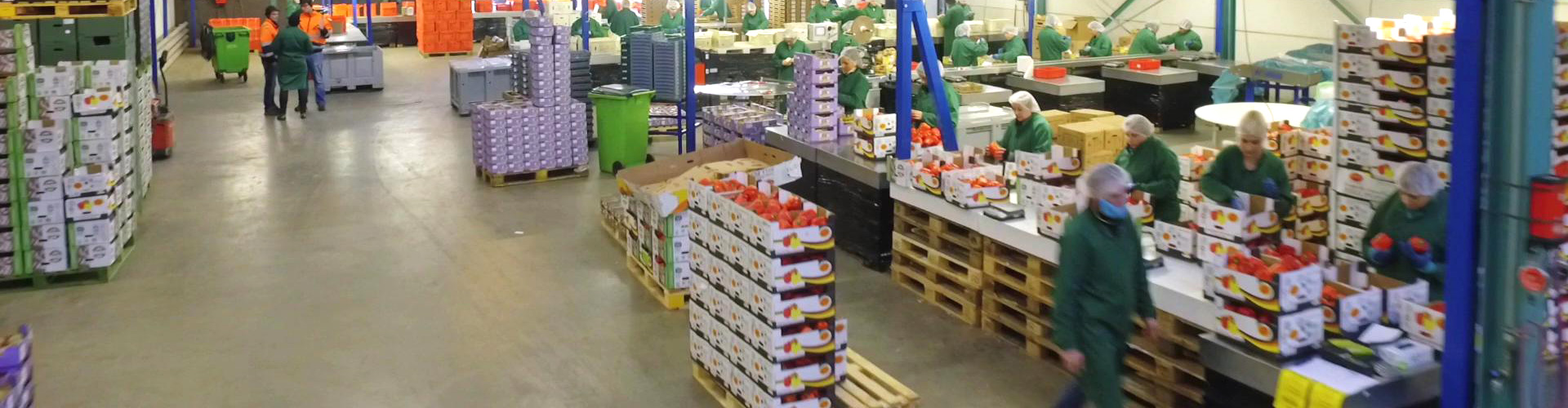 Medewerkers op een AGF-werkvloer