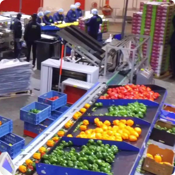 Productiemedewerkers aan een sorteerlijn voor paprika’s